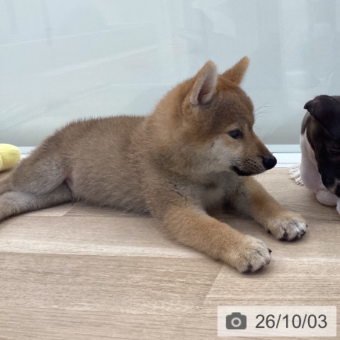 神奈川県の柴犬(標準サイズ) (ペットプラス 座間店/2026年7月17日生まれ/男の子/赤)の子犬の4枚目の画像