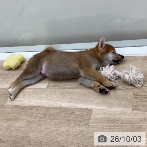 神奈川県の柴犬(標準サイズ) (ペットプラス 座間店/2026年7月17日生まれ/男の子/赤)の子犬の3枚目の画像
