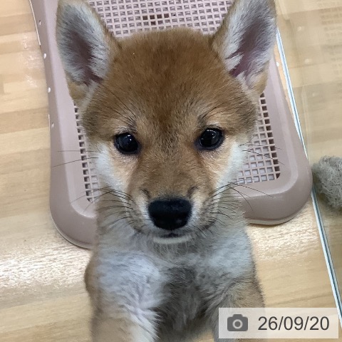 長野県の柴犬(標準サイズ) (ペットプラス 松本店/2026年7月17日生まれ/女の子/赤)の子犬の4枚目の画像