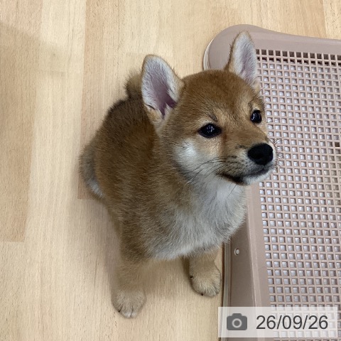 長野県の柴犬(標準サイズ) (ペットプラス 松本店/2026年7月17日生まれ/女の子/赤)の子犬の3枚目の画像