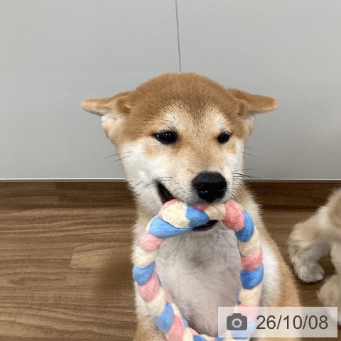 茨城県の柴犬(標準サイズ) (ペッツワン つくば店/2026年7月17日生まれ/男の子/赤)の子犬の3枚目の画像