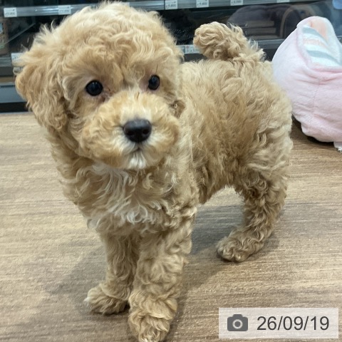 神奈川県のトイプードル(トイ) (ペッツワン 小田原店/2026年7月18日生まれ/女の子/クリーム)の子犬の4枚目の画像