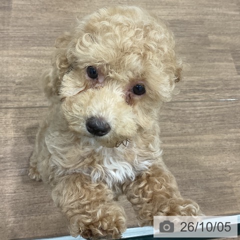 神奈川県のトイプードル(トイ) (ペッツワン 小田原店/2026年7月18日生まれ/女の子/クリーム)の子犬の4枚目の画像