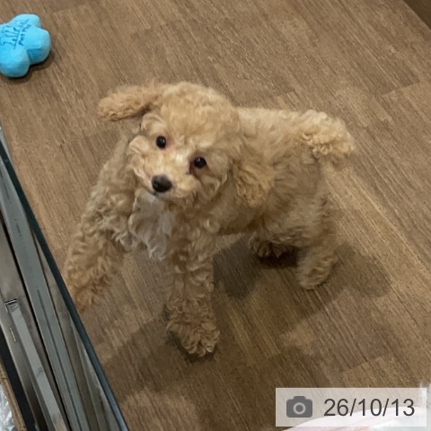 神奈川県のトイプードル(トイ) (ペッツワン 小田原店/2026年7月18日生まれ/女の子/クリーム)の子犬の4枚目の画像