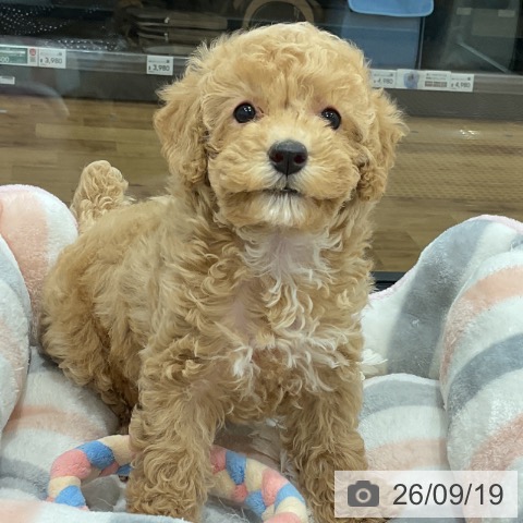 神奈川県のトイプードル(トイ) (ペッツワン 小田原店/2026年7月18日生まれ/女の子/クリーム)の子犬の3枚目の画像