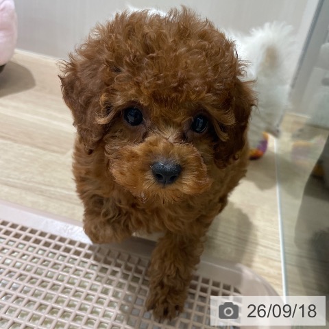 長野県のトイプードル(トイ) (ペットプラス 須坂店/2026年7月18日生まれ/女の子/レッド)の子犬の4枚目の画像