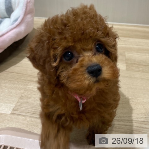 長野県のトイプードル(トイ) (ペットプラス 須坂店/2026年7月18日生まれ/女の子/レッド)の子犬の3枚目の画像