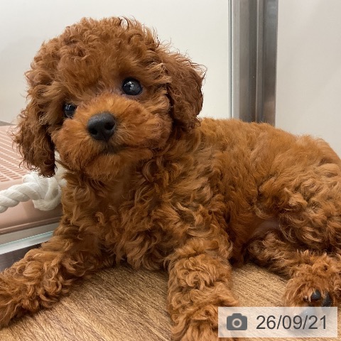 千葉県のトイプードル(トイ) (ペッツワン 千葉ニュータウン店/2026年7月18日生まれ/女の子/レッド)の子犬の3枚目の画像