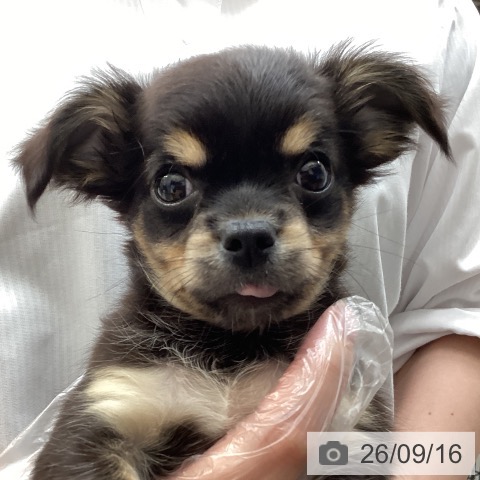 チワワの写真