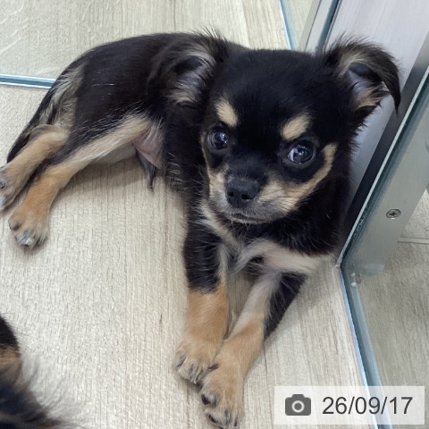 チワワの写真