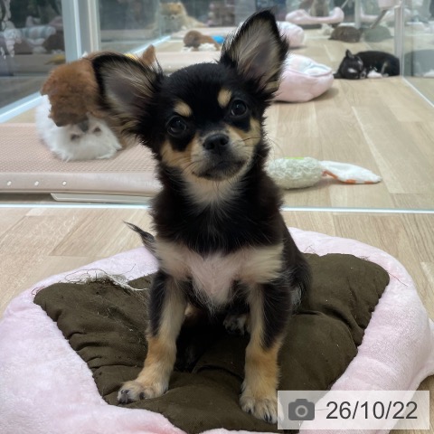 宮城県のチワワ(ロング) (ペットプラス 名取店/2026年7月13日生まれ/女の子/ブラックタン)の子犬の3枚目の画像