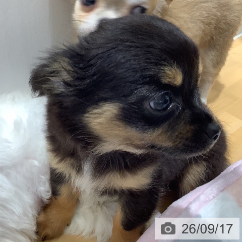 チワワの写真