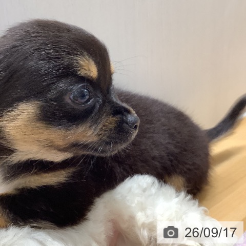 チワワの写真