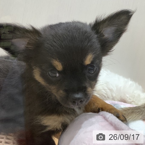 チワワの写真