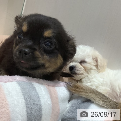 チワワの写真