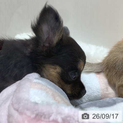 チワワの写真