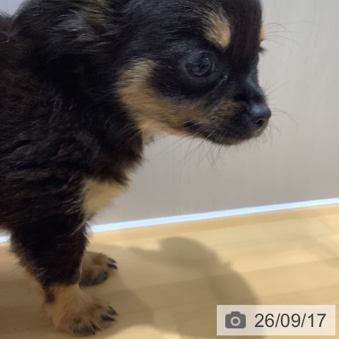 チワワの写真