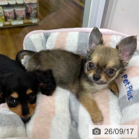 チワワの写真