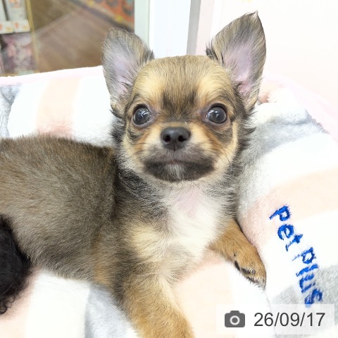 チワワの写真