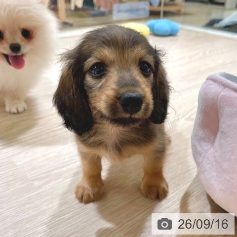 ミニチュア・ダックスフンドの写真