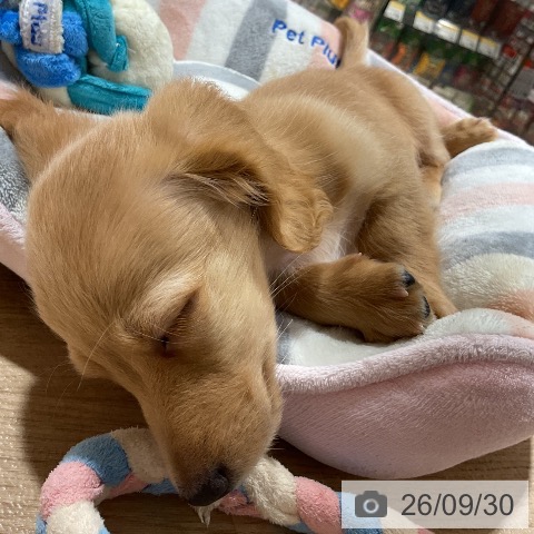 神奈川県のミニチュアダックスフンド(ロング) (ペットプラス 湘南平塚店/2026年7月18日生まれ/男の子/ゴールド)の子犬の3枚目の画像