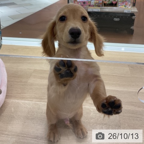 神奈川県のミニチュアダックスフンド(ロング) (ペットプラス ゆめが丘ソラトス店/2026年7月18日生まれ/男の子/ゴールド)の子犬の4枚目の画像