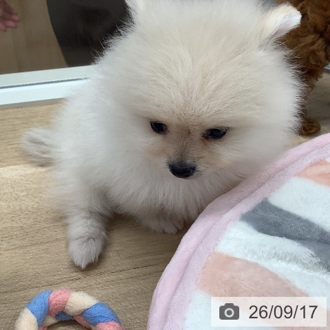 ポメラニアンの写真