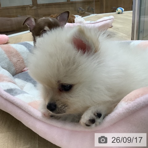 ポメラニアンの写真