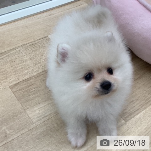 東京都のポメラニアン (ペットプラス 日の出店/2026年7月18日生まれ/女の子/クリーム)の子犬の4枚目の画像