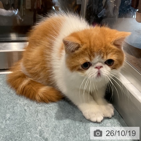エキゾチックの写真