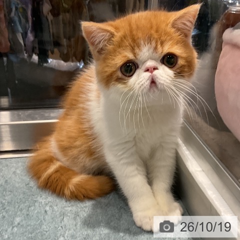 エキゾチックの写真