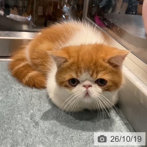 エキゾチックの写真