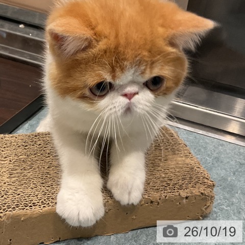 エキゾチックの写真