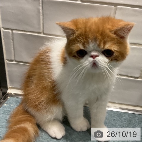 エキゾチックの写真