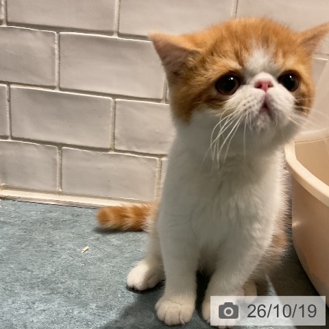 エキゾチックの写真