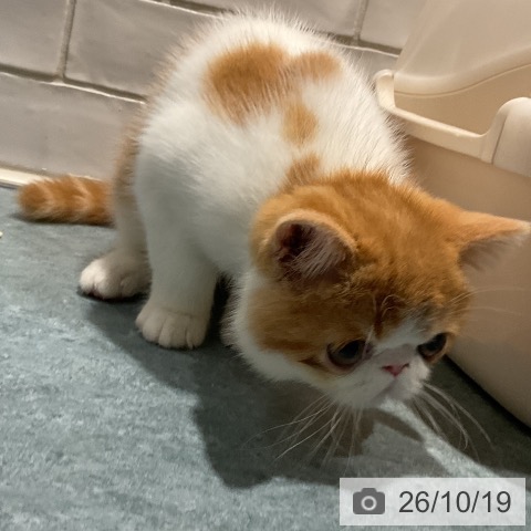 エキゾチックの写真