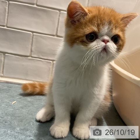 エキゾチックの写真