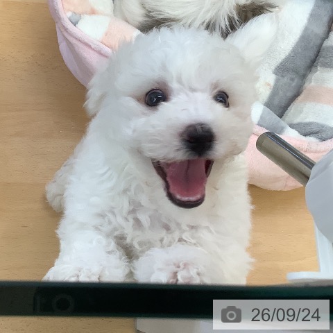 埼玉県のビションフリーゼ (ペットプラス 羽生店/2026年7月18日生まれ/男の子/ホワイト)の子犬の3枚目の画像