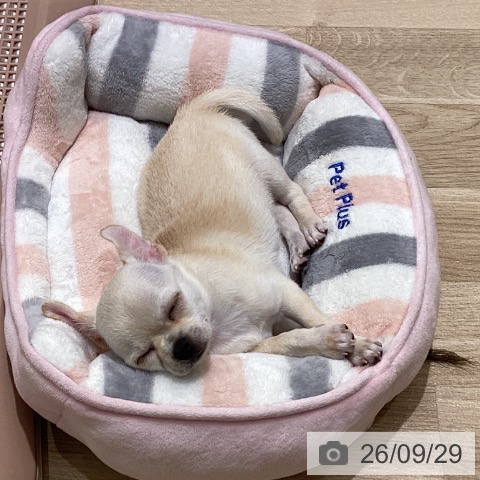 宮城県のチワワ(ロング) (ペットプラス 仙台上杉店/2026年7月16日生まれ/女の子/クリーム)の子犬の4枚目の画像