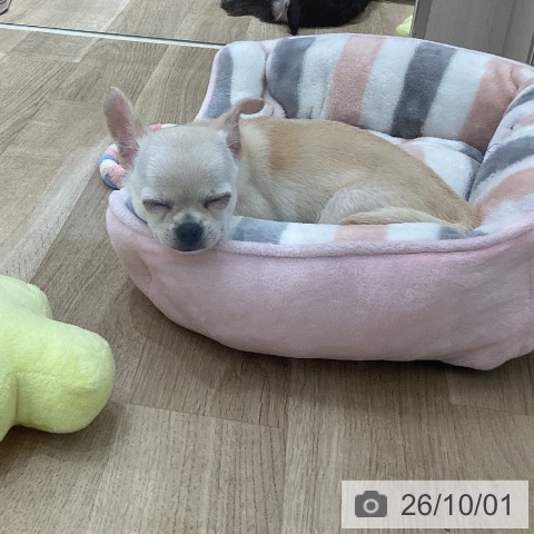 宮城県のチワワ(ロング) (ペットプラス 仙台上杉店/2026年7月16日生まれ/女の子/クリーム)の子犬の4枚目の画像