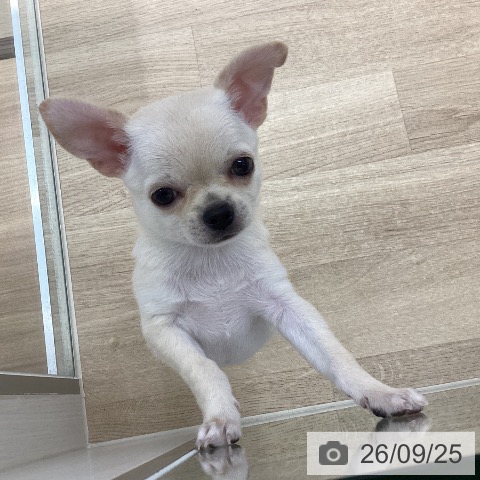 宮城県のチワワ(ロング) (ペットプラス 仙台上杉店/2026年7月16日生まれ/女の子/クリーム)の子犬の3枚目の画像