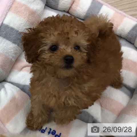 千葉県のトイプードル(トイ) (ペットプラス 幕張新都心店/2026年7月17日生まれ/男の子/レッド)の子犬の4枚目の画像