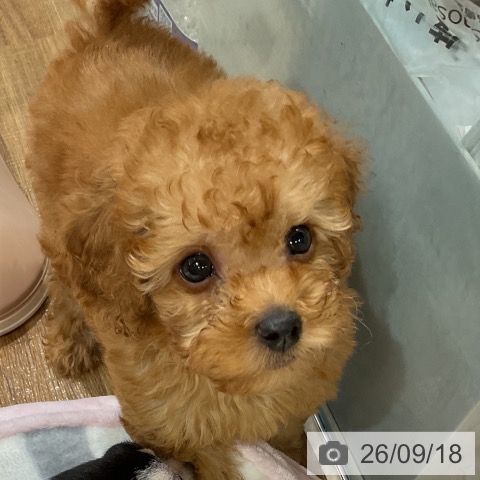 埼玉県のトイプードル(トイ) (ペッツワン 新座店/2026年7月17日生まれ/男の子/レッド)の子犬の4枚目の画像