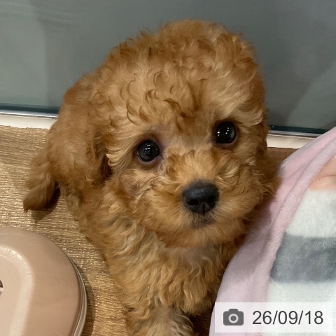 埼玉県のトイプードル(トイ) (ペッツワン 新座店/2026年7月17日生まれ/男の子/レッド)の子犬の3枚目の画像