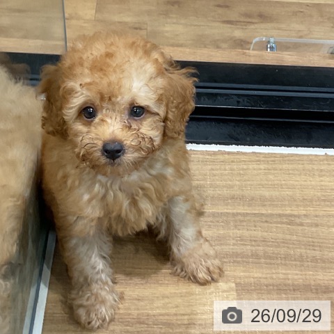 埼玉県のトイプードル(トイ) (ペッツワン 新座店/2026年7月17日生まれ/男の子/レッド)の子犬の3枚目の画像