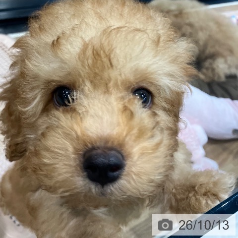 埼玉県のトイプードル(トイ) (ペッツワン 新座店/2026年7月17日生まれ/男の子/レッド)の子犬の3枚目の画像