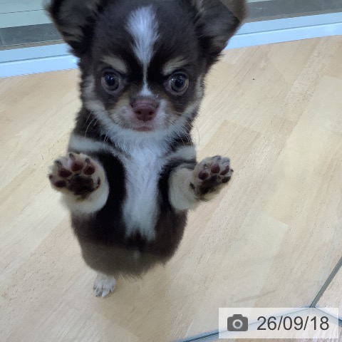 チワワの写真