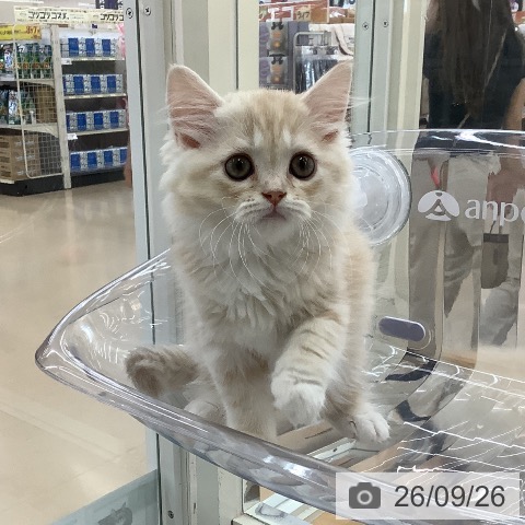 青森県のミヌエット (ペットプラス 青森浜田店/2026年7月12日生まれ/男の子/カメオタビーホワイト)の子猫の4枚目の画像
