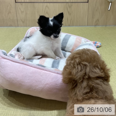 福島県のチワワ(ロング) (ペットプラス イオンタウン郡山店/2026年7月17日生まれ/女の子/ホワイトブラック)の子犬の4枚目の画像