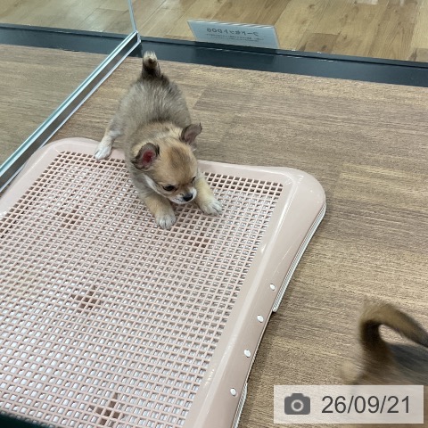 埼玉県のチワワ(ロング) (ペッツワン 吉川美南店/2026年7月19日生まれ/男の子/フォーンホワイト)の子犬の4枚目の画像